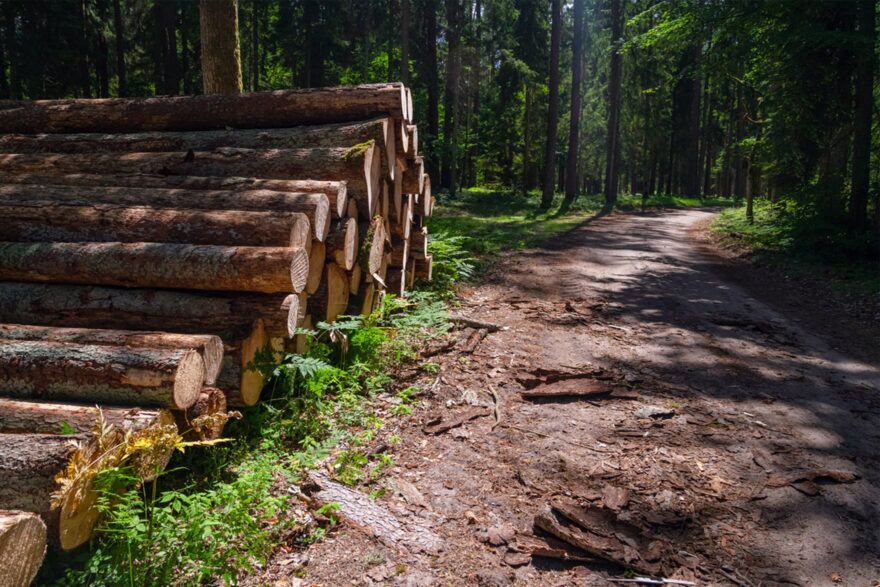 Lumber Milling: A Guide for Techniques & Cuts in Architectural Design